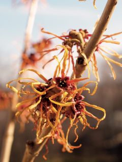 Noisetier de sorcière 'Jelena' Noisetier de sorcière 'Jelena'