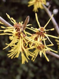 Noisetier de sorcière 'Westerstede'