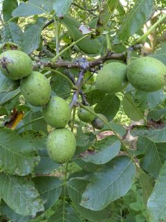 Noyer commun 'Fernor' Noyer commun 'Fernor'