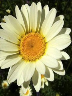 Œil de Bœuf, Camomille des teinturiers 'Sauce Hollandaise'