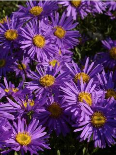 Oeil de Christ 'Grunder'