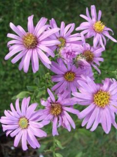Aster amellus Rosa Erfüllung - Oeil du Christ