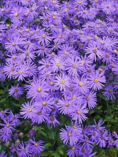 Aster amellus  Sonora - Aster d'été
