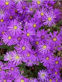 Oeil de Christ 'Violet Queen'