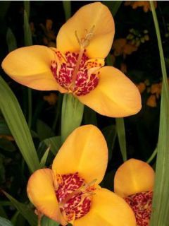 Tigridia pavonia Aurea - Oeil de Paon Tigridia pavonia Aurea - Oeil de Paon