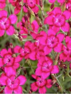 Œillet à delta, œillet couché 'Brilliant' Œillet à delta, œillet couché 'Brilliant'