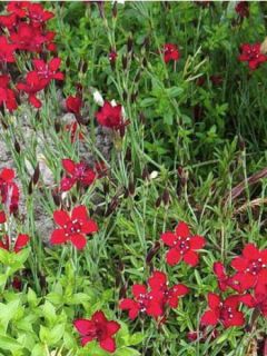 Dianthus deltoides Flashing Light - Oeillet à delta rouge écarlate