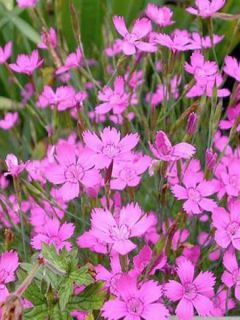Dianthus deltoides Rosea - Oeillet des landes Dianthus deltoides Rosea - Oeillet des landes
