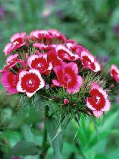 Graines d'Oeillet de poète Indian Carpet Mixed - Dianthus barbatus Graines d'Oeillet de poète Indian Carpet Mixed - Dianthus barbatus