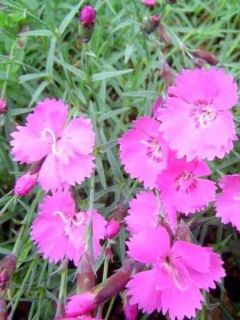 Dianthus gratianopolitanus Eydangeri - Oeillet de pentecôte rose magenta Dianthus gratianopolitanus Eydangeri - Oeillet de pentecôte rose magenta