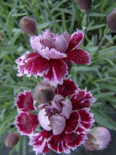 Dianthus gratianopolitanus Whatfield Gem - Œillet bleuâtre