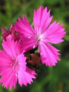 Œillet des chartreux Œillet des chartreux