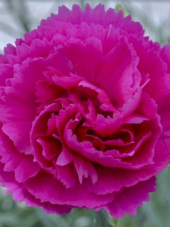 Œillet 'Lily the Pink' Œillet 'Lily the Pink'