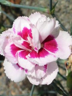 Dianthus allwoodii Alice - Oeillet mignardise rouge et blanc Dianthus allwoodii Alice - Oeillet mignardise rouge et blanc