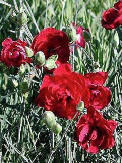 Dianthus plumarius Desmond, Oeillet Dianthus plumarius Desmond, Oeillet