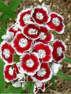 Œillet mignardise 'Romeo' Œillet mignardise 'Romeo'