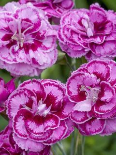 Œillet 'Moulin Rouge' Œillet 'Moulin Rouge'