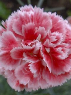 Dianthus Scent First® Coral Reef - Oeillet mignardise Dianthus Scent First® Coral Reef - Oeillet mignardise