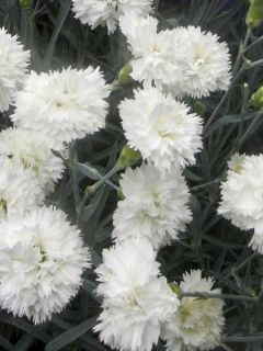 Dianthus plumarius Scent First Memories - Œillet mignardise Dianthus plumarius Scent First Memories - Œillet mignardise