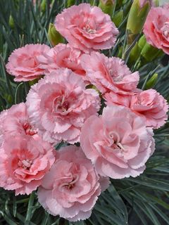 Dianthus (Plum. Gr.) Scent First® Romance - Oeillet mignardise. Dianthus (Plum. Gr.) Scent First® Romance - Oeillet mignardise.