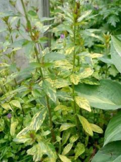 Oenothera fruticosa Camel - Oenothère à feuilles linéaires Camel - Onagre à feuilles panachées de jaune