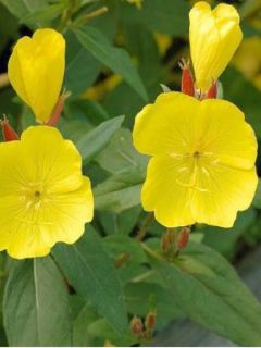 Oenothère, Onagre tetragona