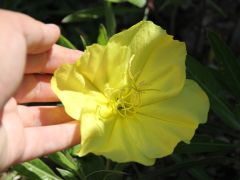 Oenothère à gros fruits, Onagre