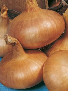 Oignon jaune 'Paille des Vertus'