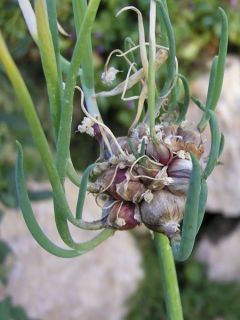 Oignon rocambole 'Proliferum' Oignon rocambole 'Proliferum'