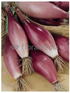 Oignon Rouge 'long de Florence'