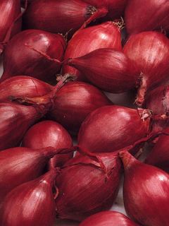 Oignon Red Karmen (rouge) en plants - Allium cepa