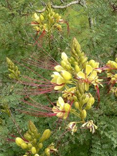 Oiseau-de-paradis, Césalpinie de Gilles