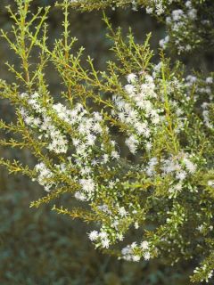 Olearia solandri 'Aurea'