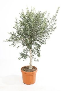 Olivier - Olea europaea pot de 7L 1/4 tige