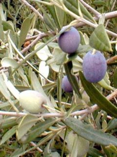 Olivier - Olea europaea pot de 7L 1/4 tige