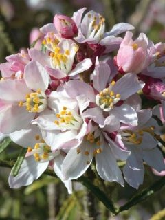 Oranger du Mexique 'Apple Blossom'