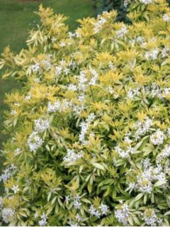 Oranger du Mexique 'Goldfinger'