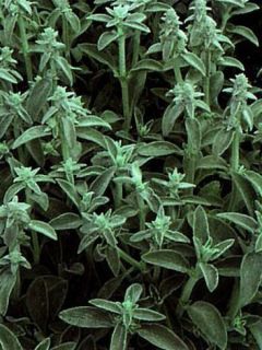 Stachys byzantina - Oreilles d'ours