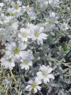 Oreille de souris, Céraiste biebersteinii