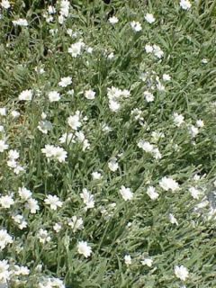 Oreille de souris, Céraiste 'Columnae'