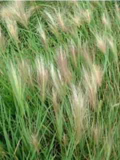 Orge à crinière - Hordeum jubatum