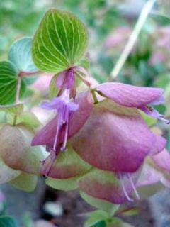 Origan 'Kent Beauty'