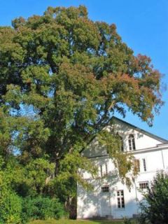 Ulmus carpinifolia Pendula - Orme pleureur