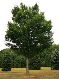 Zelkova serrata Green Vase - Orme de Sibérie