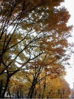 Zelkova serrata - Orme de Sibérie