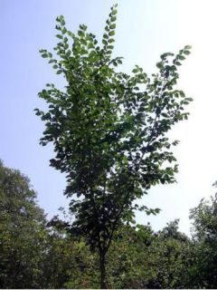 Ulmus Dodoens - Orme