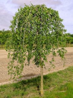 Orme 'Pendula Mauro'
