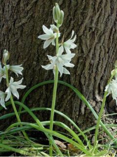 Ornithogale, Ornithogalum nutans