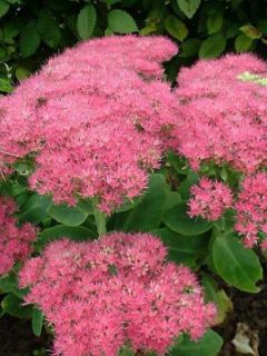 Sedum spectabile Carmen - Orpin d'Automne