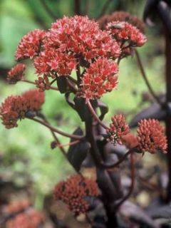 Sedum Chocolate, Orpin